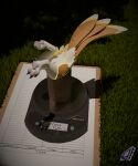 3_fingers 3_toes 3d_(artwork) 5:6 absurd_res anthro avali digital_media_(artwork) ethquinox feathers feet female fingers hi_res light_body niali_the_avali solo spiri'vali tail tail_feathers tenali_dreamfeather toes underfluffies upside_down