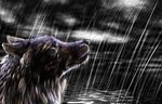  clouds darkness fur hair rain sky tears water wet wolf 