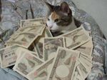  cat money photo pimp what yen 
