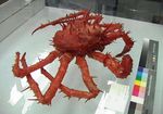  crab giant_enemy_crab no_humans photo tagme 