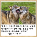  biting eyes_closed fangs field fur grass korean_text lowres original photo reference_photo roonhee translation_request wolf 