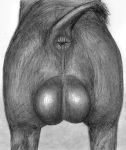  anatomically_correct anatomically_correct_anus animal_anus anus backsack balls big_balls butt darkmare feral graphite_(artwork) male mammal pencil_(artwork) pig porcine presenting presenting_anus solo traditional_media_(artwork) 