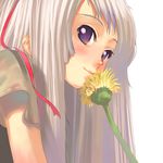 copyright_request flower morii_shizuki purple_eyes ribbon solo white_hair 