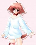  animal_ears asymmetrical_clothes bare_shoulders blush bow_legwear child collar dog_ears dog_tail flat_chest hinata_(pure_pure) long_sleeves lowres no_bra no_pants off_shoulder official_art oversized_clothes pink_eyes pink_hair pink_legwear pure_pure sakurazawa_izumi short_hair solo standing striped striped_background sweater tail thighhighs zettai_ryouiki 