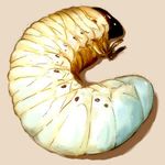  copyright_request insect larva lowres no_humans sepia_background simple_background takanashi 
