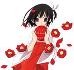  black_hair camellia copyright_request flower hakama hinayuki_usa japanese_clothes long_sleeves miko petals purple_eyes red_hakama short_hair solo transparent_background 