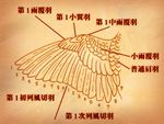  anatomy haibane_renmei monochrome no_humans orange_(color) translated wings 