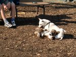  animal canine dirt dog feral ground hi_res human mammal o.o photo playing real suprised surprise teeth teeths unknown_artist 