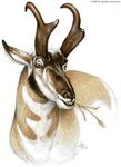  antelope feral kyoht_luterman pronghorn solo 