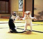  dojo feral funny humor kittens picture real 