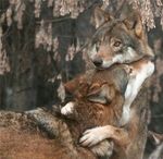  canine couple feral hug love nature photo real wolf 