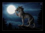  2010 canine chest_tuft digitigrade eyes_closed facepalm feral male moon night sky solo star tail tani_da_real tree wolf 