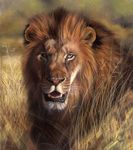  feline lion male mammal real_media realistic savannah solo tame 