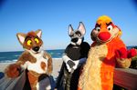  brown_eyes canine chest_tuft ciro coyote derby dog fur fursuit latin_vixen looking_at_viewer male mammal meerkat ocean orange orange_eyes orange_fur real sea seaside tuft waji water yellow_eyes 