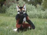  fursuit green_eyes looking_at_viewer male mammal nature real solo unknown_artist wolf zeke_wolf zekewolf 