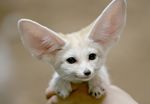  canine cute ear_tuft fennec feral fox fur hand human mammal paws photo real tuft unknown_artist 