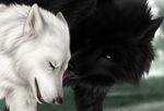  2007 canine couple ear_tufts eyes_closed female feral jocarra licking male open_mouth photorealism straight tongue whiskers wolf yellow_eyes 