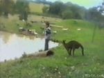  australia avian feral grass hoodie human kangaroo kick lake low_res mammal marsupial mean photo prank real reflection sneaky submerged unknown_artist wet 