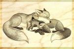  2008 canine culpeofox eyes_closed feral fox sketch sleeping 