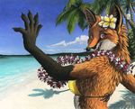  2008 beach bikini canine color dancing female fox hair_flower island kacey lei palm_tree sea seaside skimpy smile solo summer 