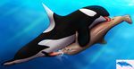  69 cetacean cum dolphin female feral feral_on_feral leeham991dark licking male marine oral orca orgasm straight sucking tongue 