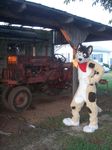  brown_eyes canine cute dog farm frisbee_(character) fursuit looking_at_viewer male mammal photo real solo tractor unknown_artist 