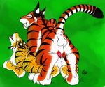  anus bobcat feline lynx sex tiger 