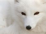  4:3 arctic_fox black_nose brown_eyes canine feral fox looking_at_viewer photo real sitting solo standard_monitor wallpaper white 