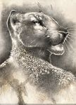 bubblewolf feline female greyscale lion mammal monochrome sketch solo 