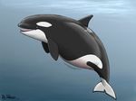  animal dolorcin female feral mammal marine orca unbirthing whale 