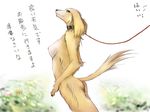  canine dog female leash solo translation_request 