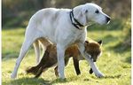  canine dog feral fox hound nature photo real 
