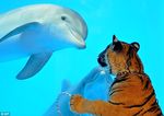  =) ambiguous_gender cetacean cute dolphin feline feral marine photo real sweet tiger 