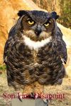  feral funny jag owl photo real solo son_i_am_disappoint 