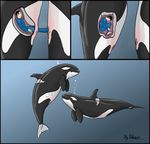  animal cervix cetacean dolorcin female feral human internal interspecies male mammal marine orca pussy size_difference unbirthing whale zoo 