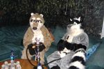  fursuit hookah mammal raccoon real smoke unknown_artist 