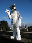  cute dog fursuit huksy husky looking_at_viewer male mammal real solo unknown_artist wave waving whitepaws 