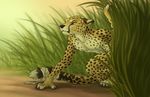  bandage cheetah claws feline grass hyhlion male mammal nude outside paws solo tail whiskers 