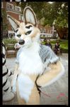 cafe canine dingo dog feline fursuit gallenw green_eyes human humans hybrid jackal looking_at_viewer male mammal photo real scribblefox tiger 