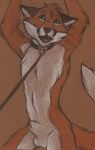  arms_above_head balls canine collar fox leash male mammal nduli nude sheath solo 