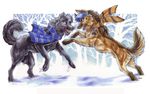  2010 black canine dog feral non-anthro outside pawprint scarf snow wielder winter wolf 