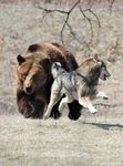  bear canine chase chasing eye_contact feral looking_at_each_other looking_back mammal outside photo real running scared unknown_artist wilderness wolf 