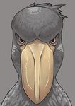  angry avian beak bird feathers grey petaroh shoebill solo stare yellow 