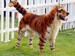  canine dog dye feline feral growlithe mammal nintendo pok&#233;mon pok&eacute;mon solo tiger unknown_artist video_games what 