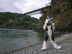  bridge canine dog female fursuit mammal matrice nature real river source_request stick unknown_artist water 