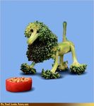 broccoli canine dog food my_food_looks_funny poodle 