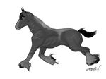  equine feral holly_massey hooves horse mammal plain_background solo tail white_background 