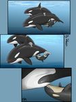  animal breast_feeding cetacean dolorcin female feral mammal marine orca whale 