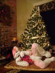  christmas dog fur fursuit hair holidays male mammal pelt pink pink_fur pink_hair pose real solo tree unknown_artist wood xmas 