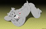  all_fours anthro ass_up back barazoku biceps big_muscles bulldog butt canine collar cute dog fabfelipe grey_skin inviting looking_at_viewer male mammal muscles nude pose raised_tail smile solo spike spike_(tom_and_jerry) spiked_collar 
